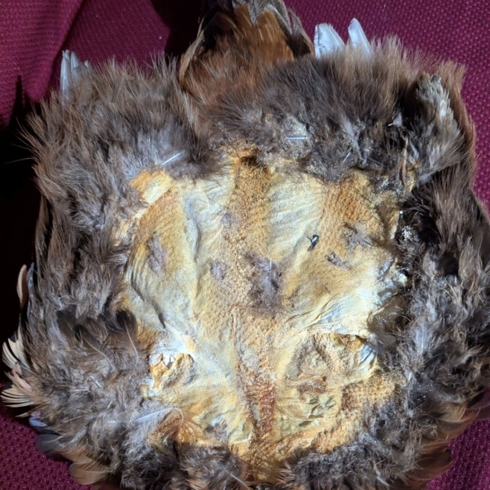 Colorful Taxidermy Pheasant With Tail Wall Mount Flat Display - Picture 7 of 8